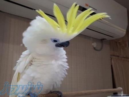 تخم نطفه دار طوطی کاسکو و کاکادو برای جوجه کشی 