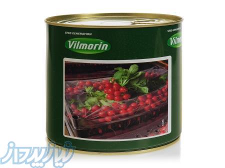 بذر تربچه نقلی ساتبرگ 