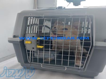 حمل و نقل بین المللی ، ارسال پت ، ارسال حیوان زنده 