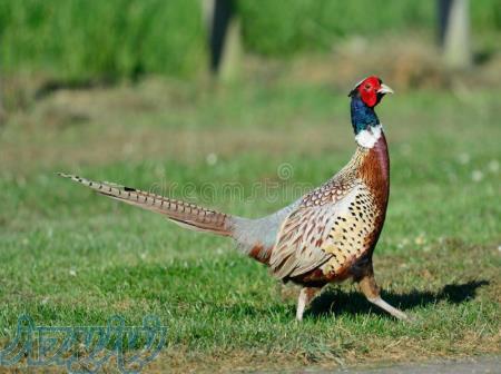 پرورش تخصصی قرقاول آمریکایی 