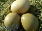 فروش تخم قرقاول در ارومیه 