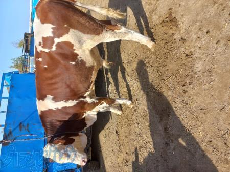 فروش تهیه وارسال انواع گوساله سیمینتال هلشتاین و    