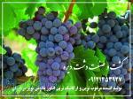 تولید کننده  مرغوب ترین و ارگانیک ترین انگور یاقوتی  نوبر در ایران 