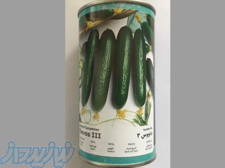 فروش بذر خیار داووس 