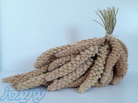 فروش عمده و خرده ارزن خوشه ای طوطی سانان و پرندگان 