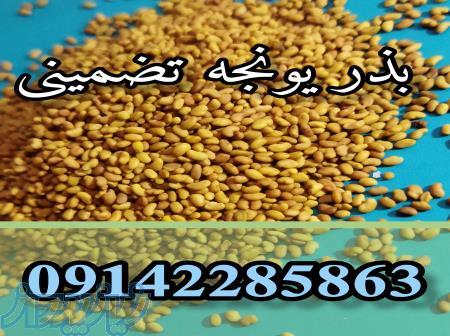 فروش عمده و خرده بذر یونجه بوجاری شده