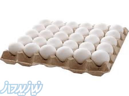 فروش تخم مرغ عمده از مرغ داری 