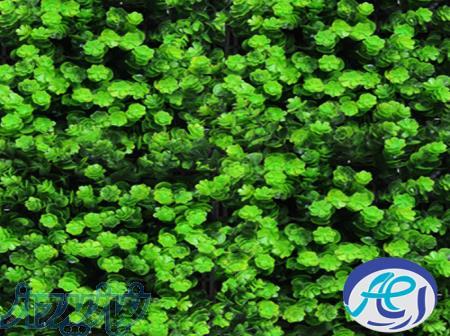 فروش عمده ی گرین وال مدل آجوکا سبز 