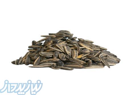 پخش تخمه آفتابگردان - تخمه سنقری - تخمه خوی - تخمه نمکی 