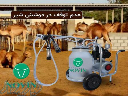 شتردوش شیردوش شتر 