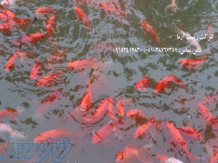 پرورش و فروش انواع ماهی قرمز بصورت لارو، بالغ و مولد شرکت دانش بنیان زیست آزما