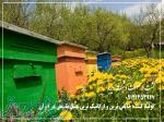 تولید کننده  مرغوب ترین و ارگانیک ترین عسل طبیعی 