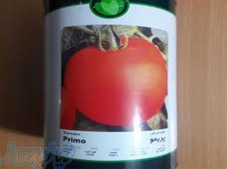 بذذر گوجه فرنگی فضای باز پریمو 