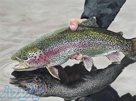 خرید ماهی پرواری کپور قزل الا 