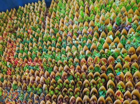 پک گل  و گیفت ویژه  هدیه عید غدیرخم 