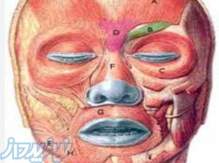 آموزش ژل بوتاکس ومزوتراپی 