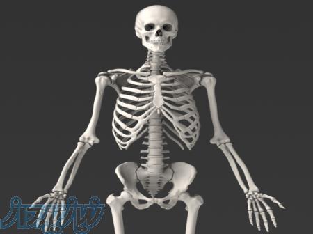 مدل اسکلت انسان پازلی 