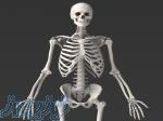 مدل اسکلت انسان پازلی 