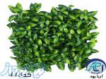 گرین وال پنلی مدل آرالیا 50*50 