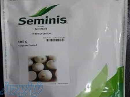 فروش بذر پیاز سایروس 