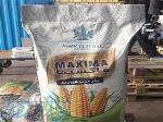 فروش بذر ذرت ماکسیما 