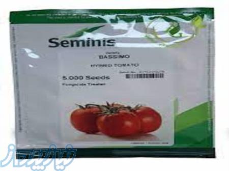 بذر گوجه باسیمو (BASIMO F1) 