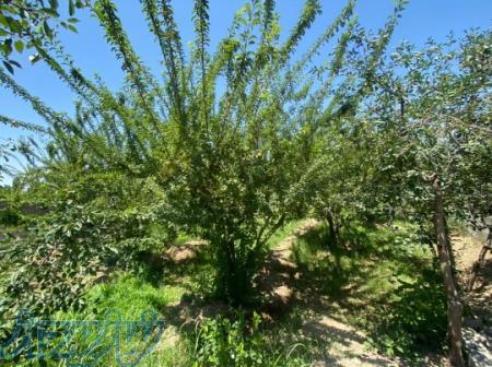 فروش زمین ارزان در تهراندشت 