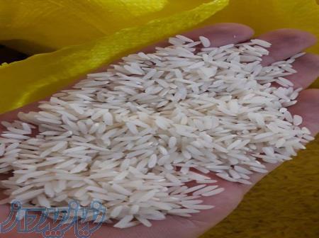 برنج طارم هاشمی فریدونکنار مستقیم از دست کشاورز 
