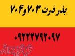 فروش بذر ذرت703و704  09222792097 