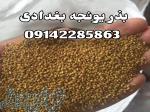 فروش بذر یونجه بغدادی 