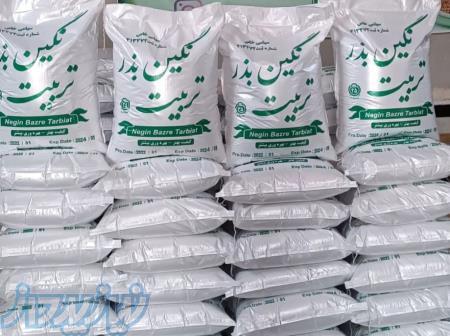 فروش بذر یونجه درجه یک با قیمت دست اول 