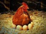 آموزش پرورش مرغ تخم گذار