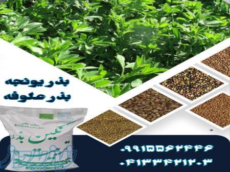 فروش بذر یونجه درجه یک با ارسال سراسری 