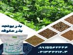 فروش بذر یونجه درجه یک با ارسال سراسری 