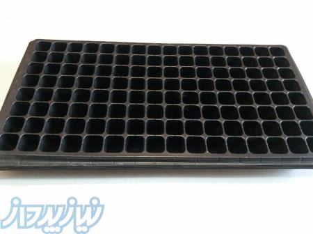 سینی کشت نشاء ایرانی 