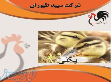 قیمت جوجه اردک 20 روزه مزرعه پرورش طیور - طیور - استان تهران 