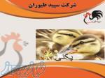 قیمت جوجه اردک 20 روزه مزرعه پرورش طیور - طیور - استان تهران 