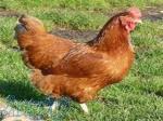 آموزش پرورش مرغ گوشتی