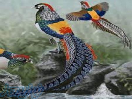 آموزش پرورش قرقاول