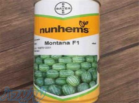 هندوانه مونتانا 