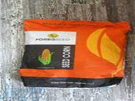 بذر ذرت ماکا اصل 