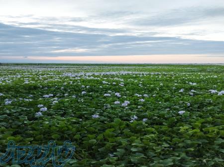 فروش قبر در قطعه ۶۶ نزدیک مترو و ورودی اصلی بهشت زهرا 