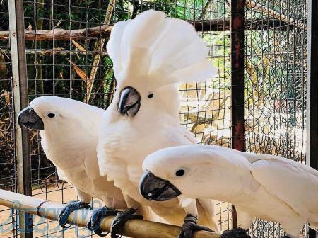 فروش تخم نطفه دار و جوجه های پرندگان سخنگوی آفریقایی 