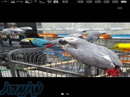 فروش انواع تخم های نطفه دار و جوجه‌های طوطی سانان کاسکوکاکادو 