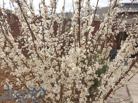 1100 متر زمین داخل شهرک دماوند جابان گرمابسرد 