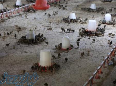 فروش بلدرچین 