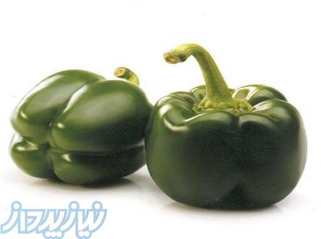 بذر فلفل ارشمیدس 