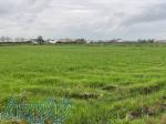 فروش زمین کشاورزی برنج به مساحت 1 هکتار در گیلان 