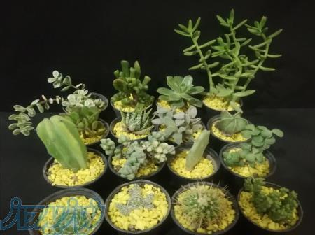 فروش پک 16 تایی ساکولنت وکاکتوس با قیمت باورنکردنی 