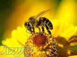 آموزش پرورش زنبور جامع و کامل
